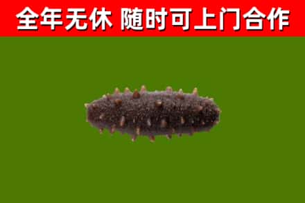 温市烟酒回收干海参.jpg